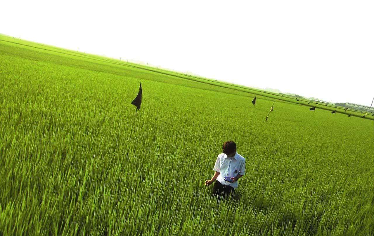 All About Lily Chou-Chou