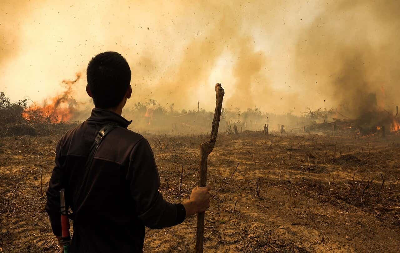 Fire at Forest