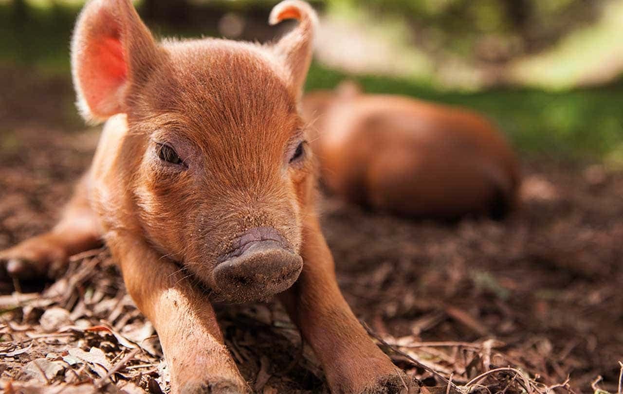 The Biggest Little Farm
